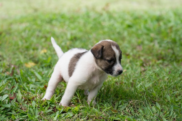 Perrito tailandés que corre en la hierba