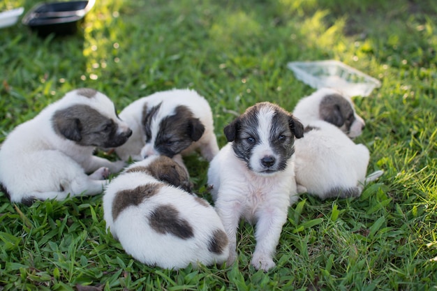 Perrito tailandés que duerme en la hierba verde