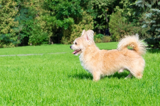 Perrito tirado en el pasto