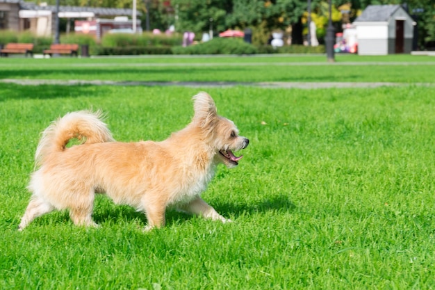 Perrito tirado en el pasto