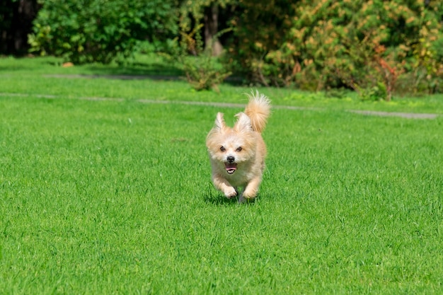 Perrito tirado en el pasto