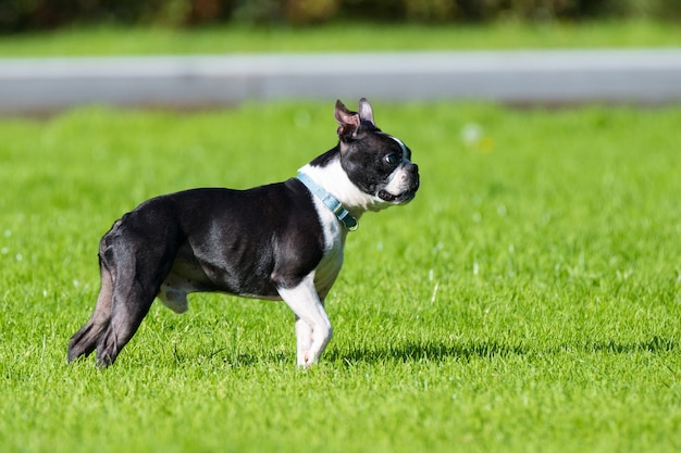 Perrito tirado en el pasto