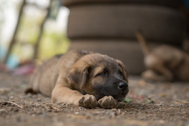 Foto perrito