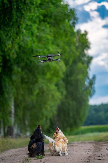 Perritos alegres corriendo juntos tras drones Cachorros divertidos descansan en la naturaleza