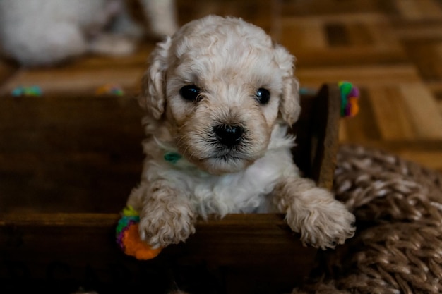 Foto perritos caniches