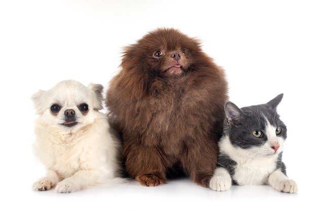 Perritos y gatos aislados en blanco