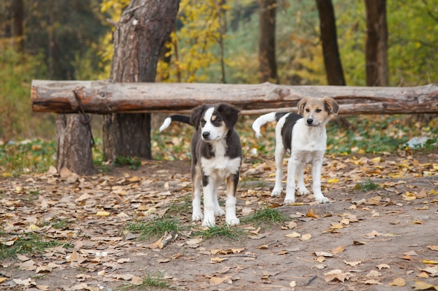 Perritos sin hogar mirando algo en la carretera en el bosque en otoño.