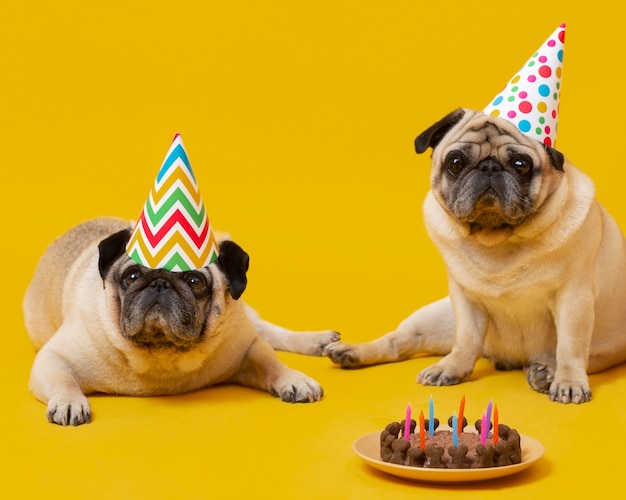 Foto perritos lindos celebrando un cumpleaños aislado en amarillo