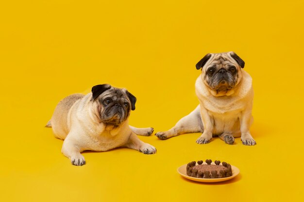 Foto perritos lindos celebrando un cumpleaños aislado en amarillo