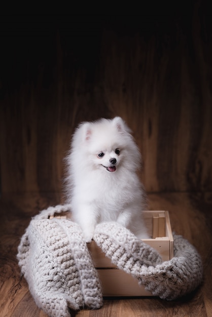 Perritos lindos perro Pomerania sentado en un cubo de madera