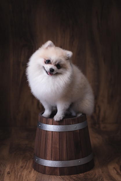 Perritos lindos perro Pomerania sentado en un cubo de madera