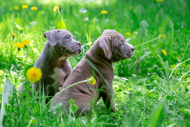 Perritos lindos sentados entre flores amarillas