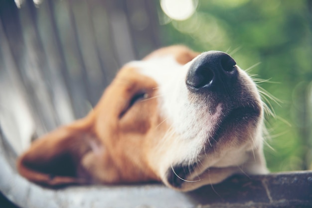 Los perritos lindos tienen sueño.