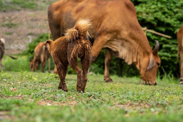 Perritos en rancho agrícola El perro está pastoreando ganado en un rancho