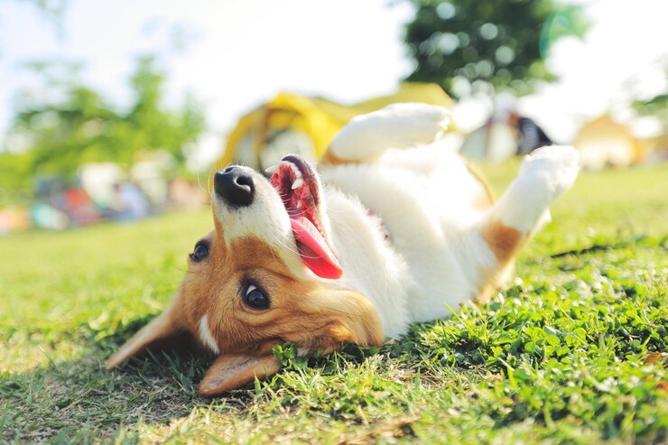 Perro 2
