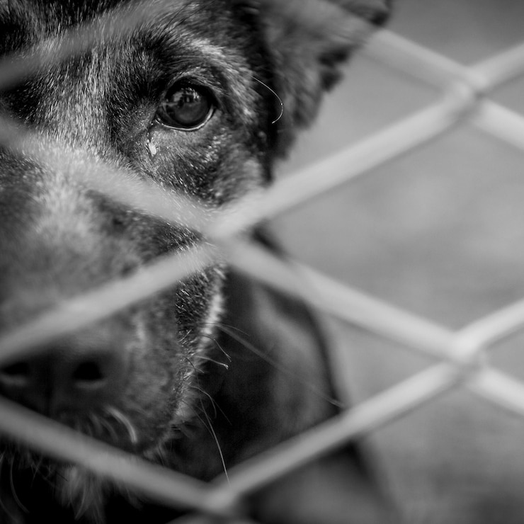 Foto perro abandonado