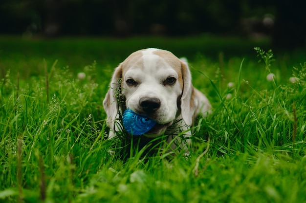 Foto perro abeagle está acostado en la hierba con una pelota en los dientes