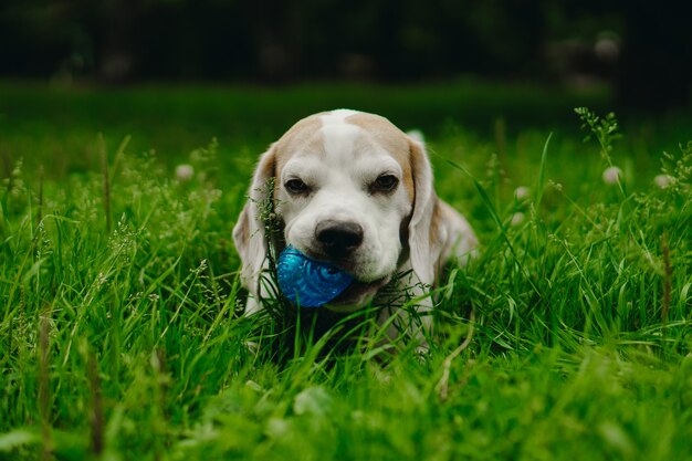 Perro abeagle está acostado en la hierba con una pelota en los dientes