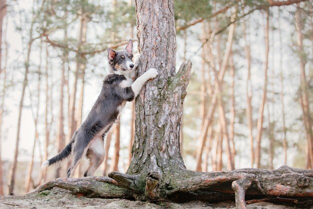 Un perro abrazando un árbol en el bosque.