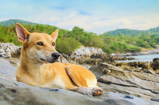 Perro acostado en la costa