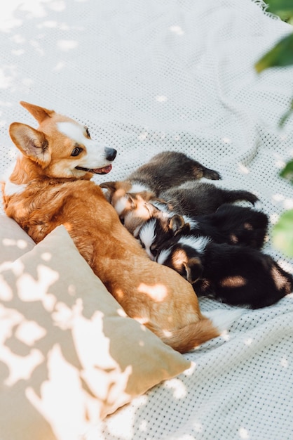 Perro acostado sobre una manta blanca cerca de almohadas en el césped verde y alimentando cachorros en la sombra