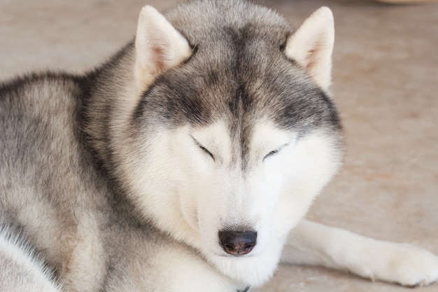 El perro acostado