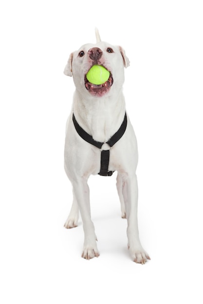 Perro activo con pelota de tenis en la boca