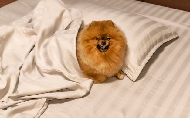 El perro se acuesta en la cama del dueño y no quiere ir, gruñe y muestra agresión.