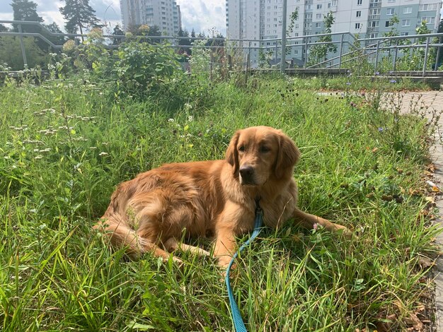 El perro se acuesta en la hierba verde y mira al dueño y descansa.