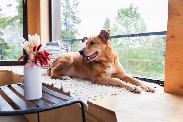 Perro adoptivo rojo feliz acostado sobre alfombras de lana auténticas hechas a mano y almohadas cerca de la ventana panorámica