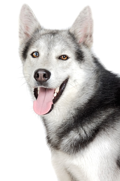 Un perro adorable sobre fondo blanco