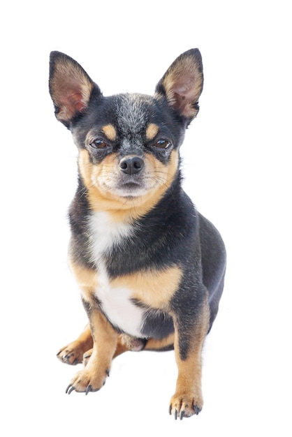 Perro adulto aislado en blanco Retrato de una mascota chihuahua tricolor sobre un fondo blanco