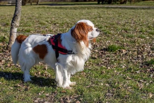 Perro adulto Blenheim cavalier king charles spaniel