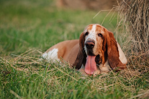 Un perro adulto de la raza Basset Hound camina en la naturaleza