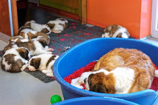 Perro adulto San Bernardo con cachorros durmiendo en el criadero Martigny, Suiza