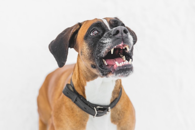 Perro agresivo que se sienta en la nieve. Perro pedigrí marrón. Boxer