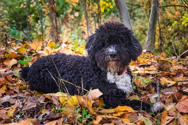 Perro de agua español descansando sobre un manto de hojas caídas en otoño.