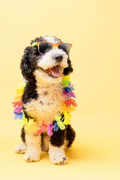 Foto perro de agua con gafas de sol con la bandera del arco iris y una cadena de flores sobre un fondo amarillo lgtb