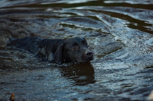 Perro en el agua