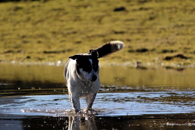 Foto perro en el agua