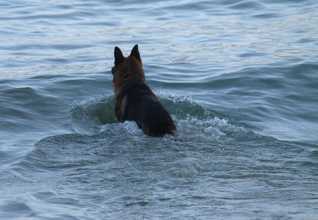 Foto perro en el agua