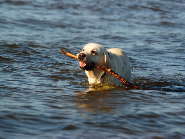 Foto perro en el agua