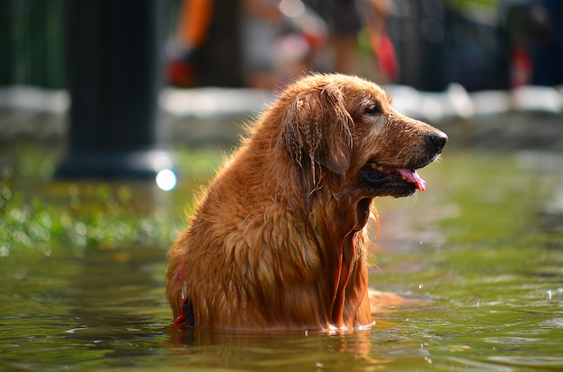 Un perro en el agua