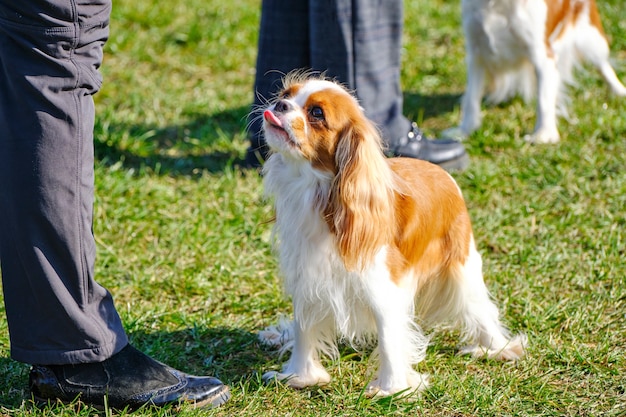 El perro de aguas de Cavalier King Charles mira al dueño y muestra su lengua.