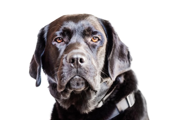 Perro aislado en blanco Retrato de un labrador retriever negro con ojos marrones Animal mascota