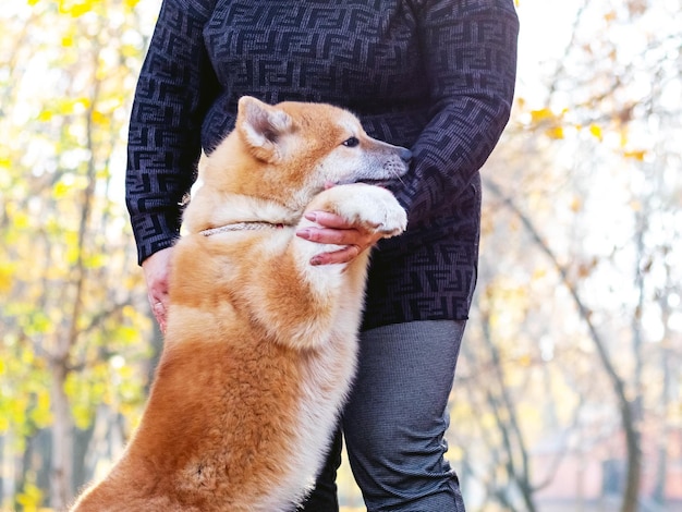 Perro Akita abraza a su dueño en un parque de otoño