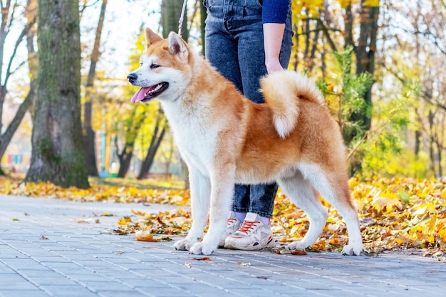 Perro Akita con una amante en el parque de otoño entre las hojas amarillas caídas