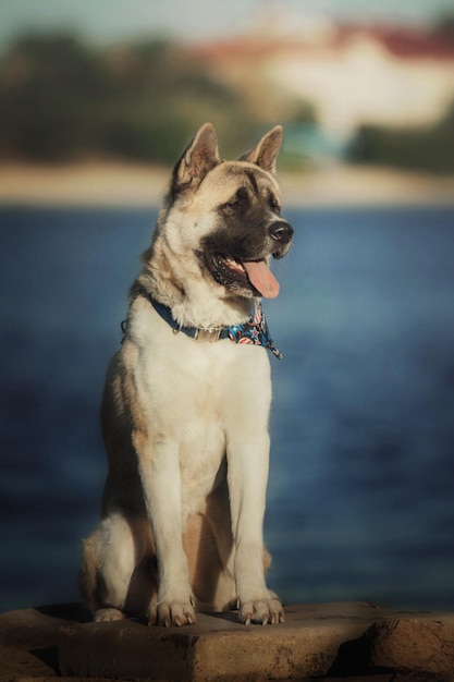 Perro akita americano en bandana en la orilla