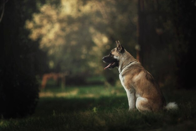 Perro akita americano