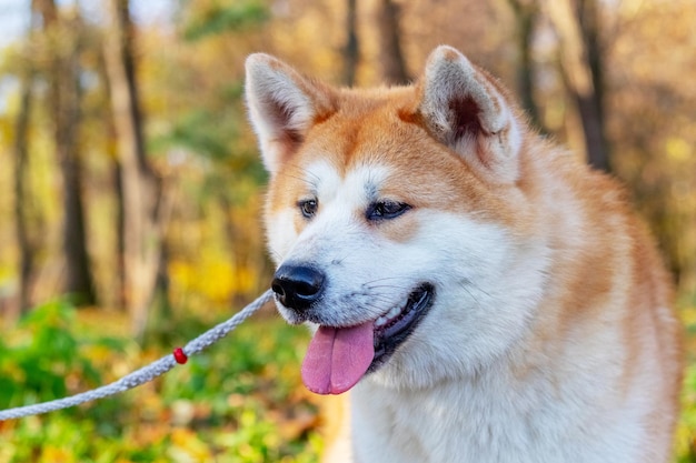 Perro Akita de cerca en el parque de otoño sobre un fondo de árboles con hojas amarillas